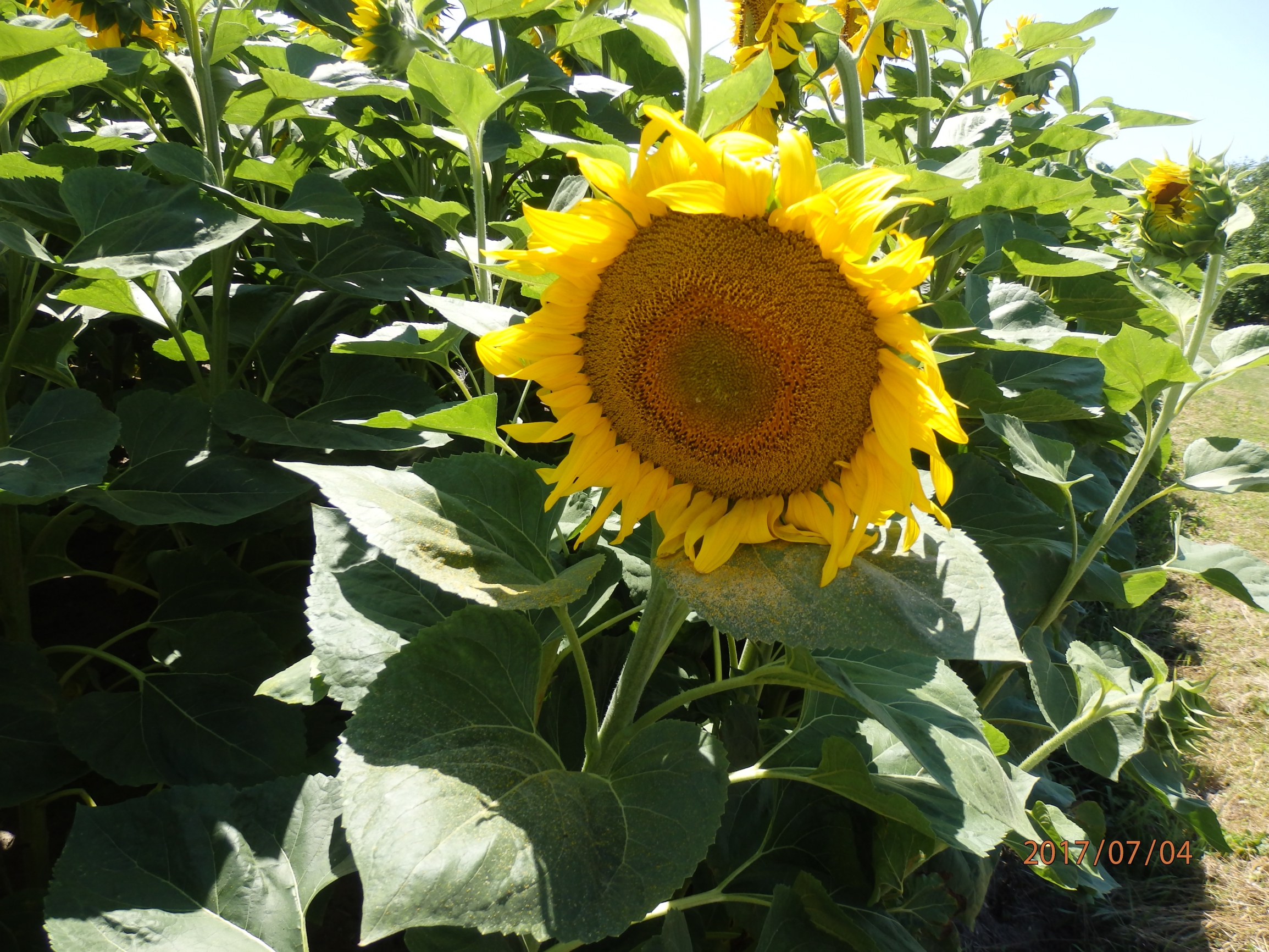 Bór igényes kultúrák tápanyag utánpótlása