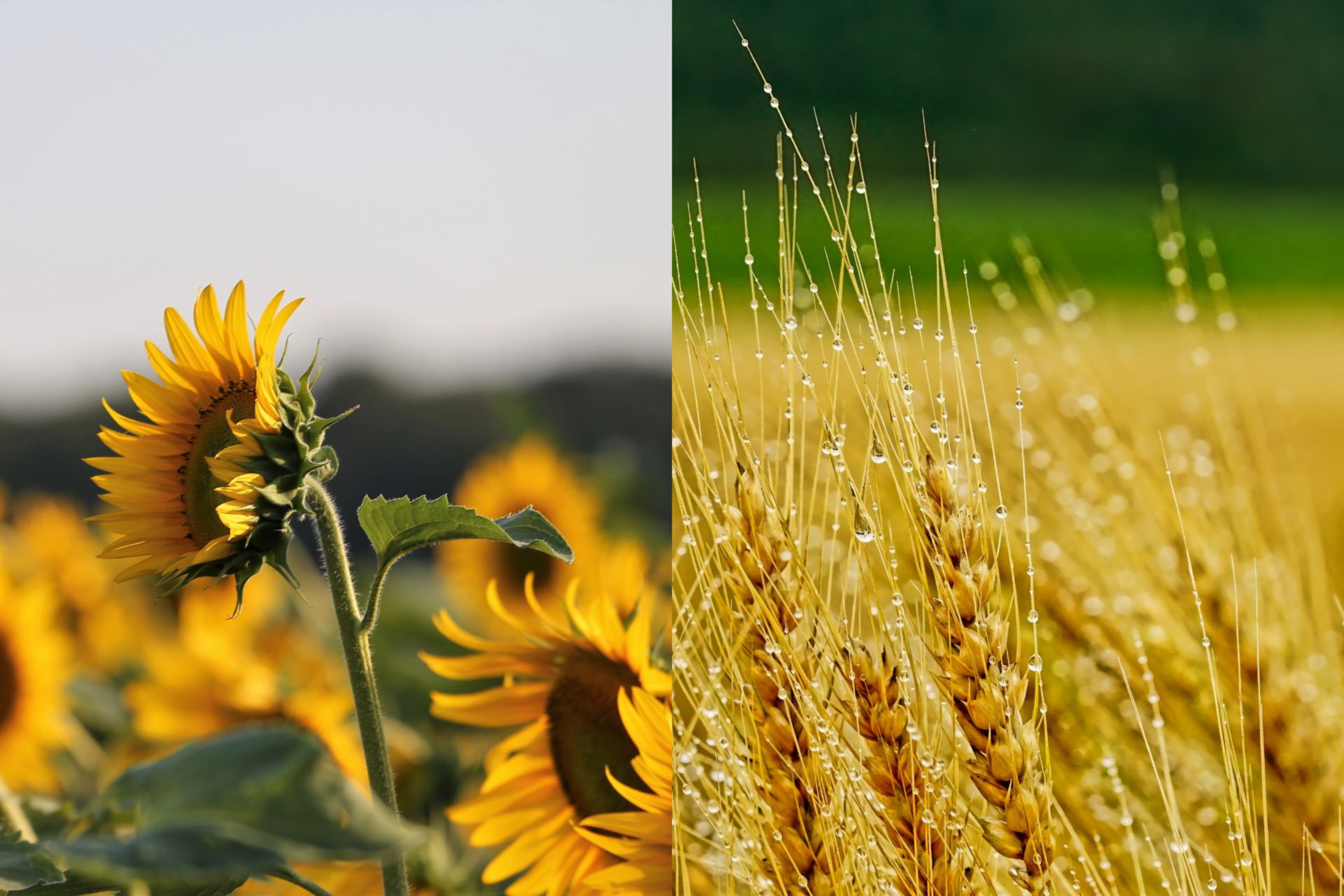 Szelektív egyszikű irtás Buster-rel és Fenoxinnal