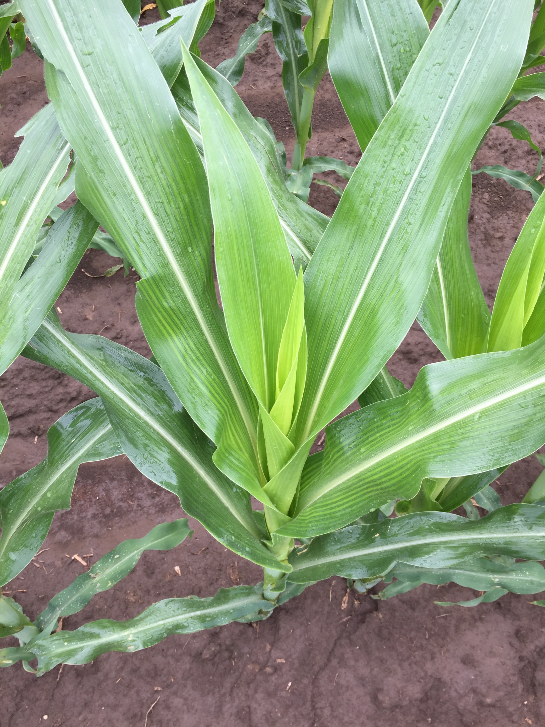 A cink jelentősége a növény táplálkozásában