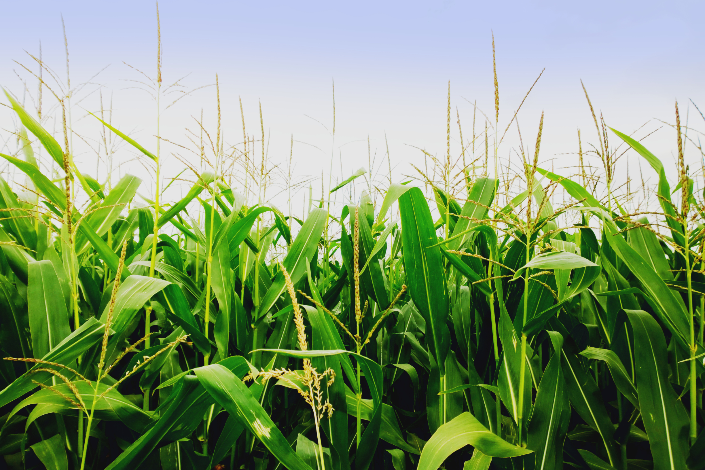 Kukorica gyomirtás Rimel és Simba csomaggal